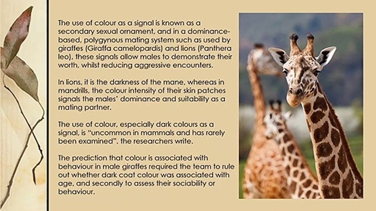 Giraffes with dark spots are more dominant than giraffes with light spots.