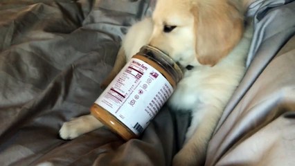 Enzo Discovers the Delicious Taste of Peanut Butter