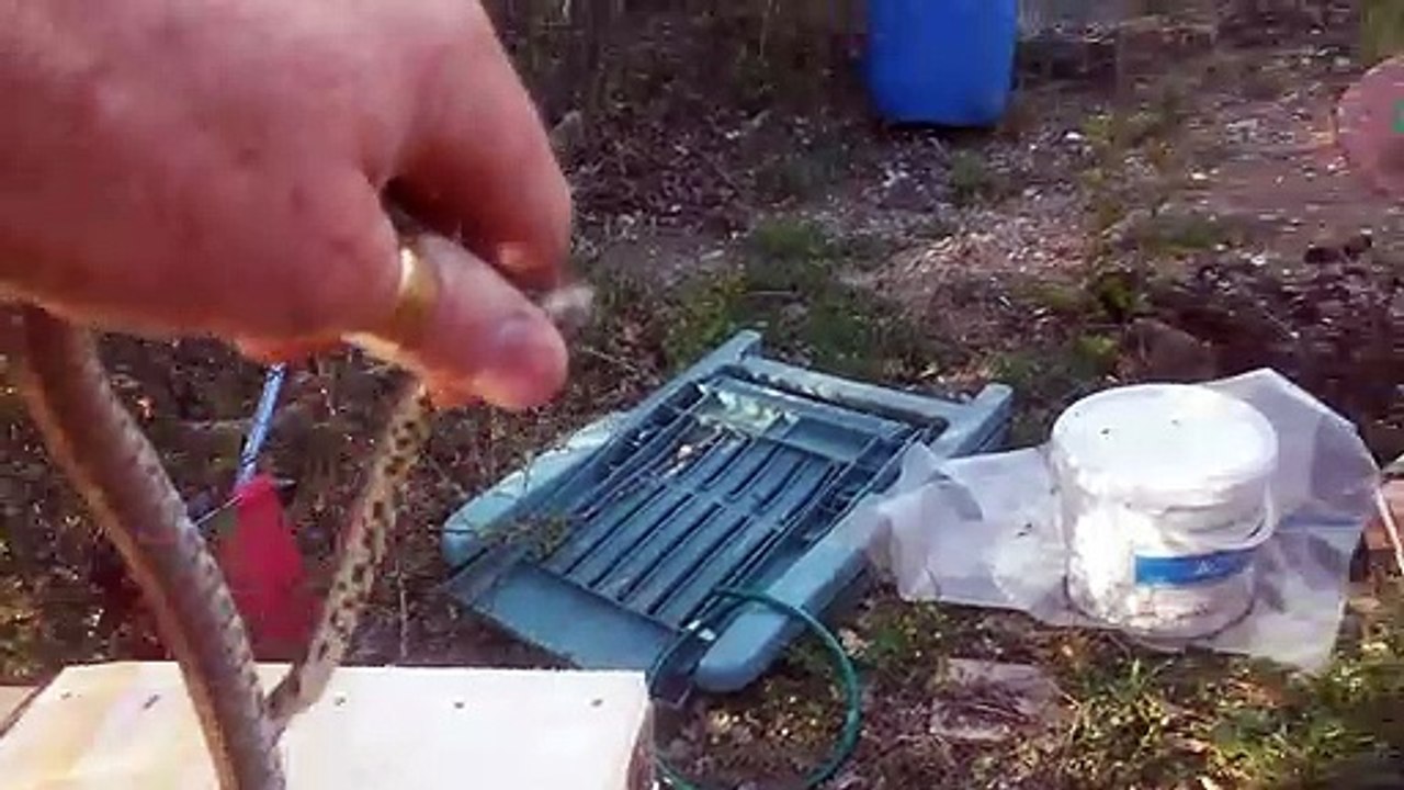 24.5.19 - la couleuvre du printemps