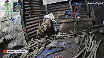 Leoparda dio a luz a sus cachorros en una granja de la India