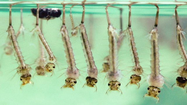 We're Gonna Get You, Sucka: Florida To Release Millions Of Franken-Mosquitos