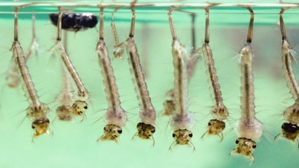 We're Gonna Get You, Sucka: Florida To Release Millions Of Franken-Mosquitos