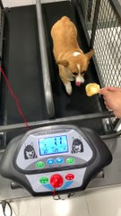 Chubby Corgi Exercising for Treats
