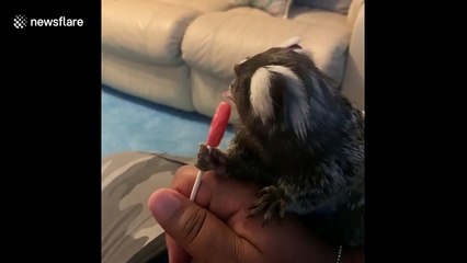 Adorable little marmoset monkey enjoys a lollipop