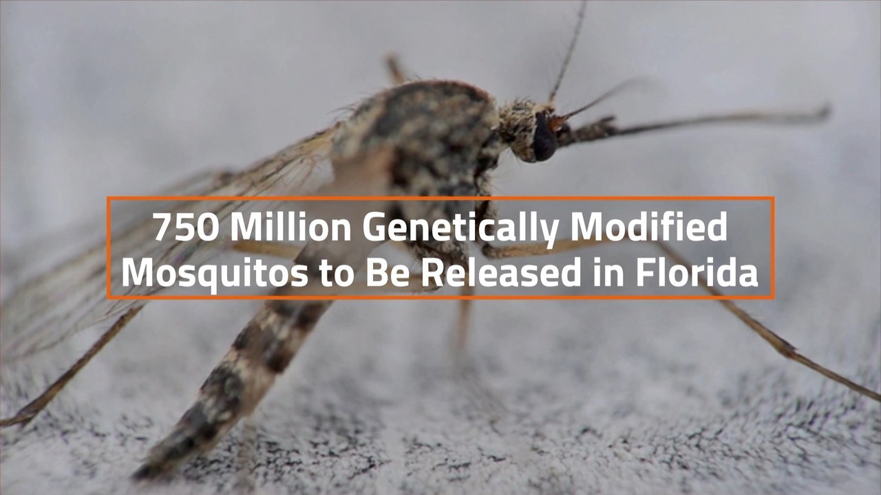 The Modified Mosquito