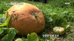 [TASTY] Giant pumpkin appeared, 생방송 오늘 아침 20200821