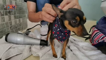 mqn-Emprendedor consiente a peluditos del hogar sin sacarlos de casa-200820