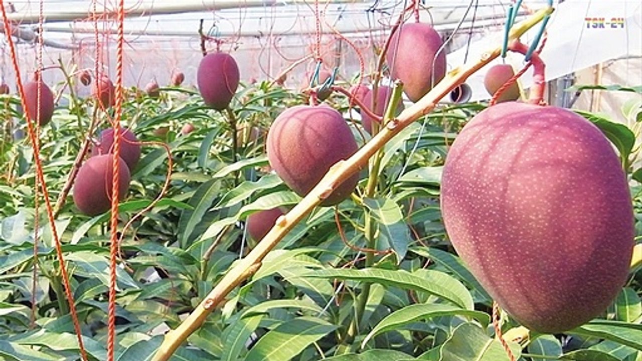 Top 6 Easy to Grow Fruit trees and Plants for beginners
