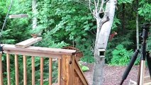 Chipmunk Pushes Red Squirrels Buttons Then Steals Their Food