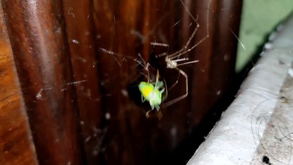 A Green Insect Fighting for it's life with a Spider