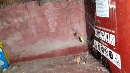 A Spider catching and wrapping a green insect