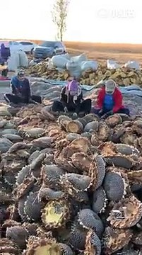 Harvesting Sunflowers -How To Harvest Sunflower Seeds