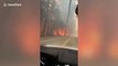 Santa Cruz fires ravage forests in California