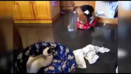 Você sabia que o seu amigo peludo também sente frio? Calma, estamos falando do seu pet de estimação!