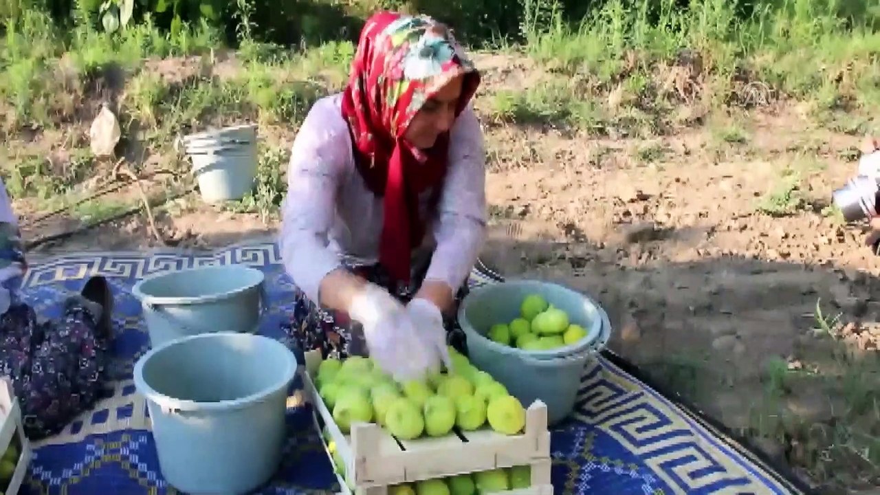 Türkiye'den 22 günde 5 milyon dolarlık incir ihracatı - AYDIN