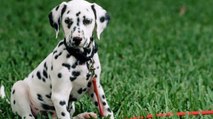 Il emmène son dalmatien chez le vétérinaire, la radio révèle l'impensable