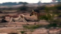 Indian wild Asses mating!