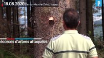 Dans les Vosges, la forêt menacée par le réchauffement climatique