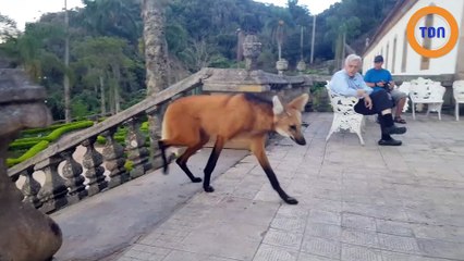 Un loup à crinière vient manger une offrande dans un temple