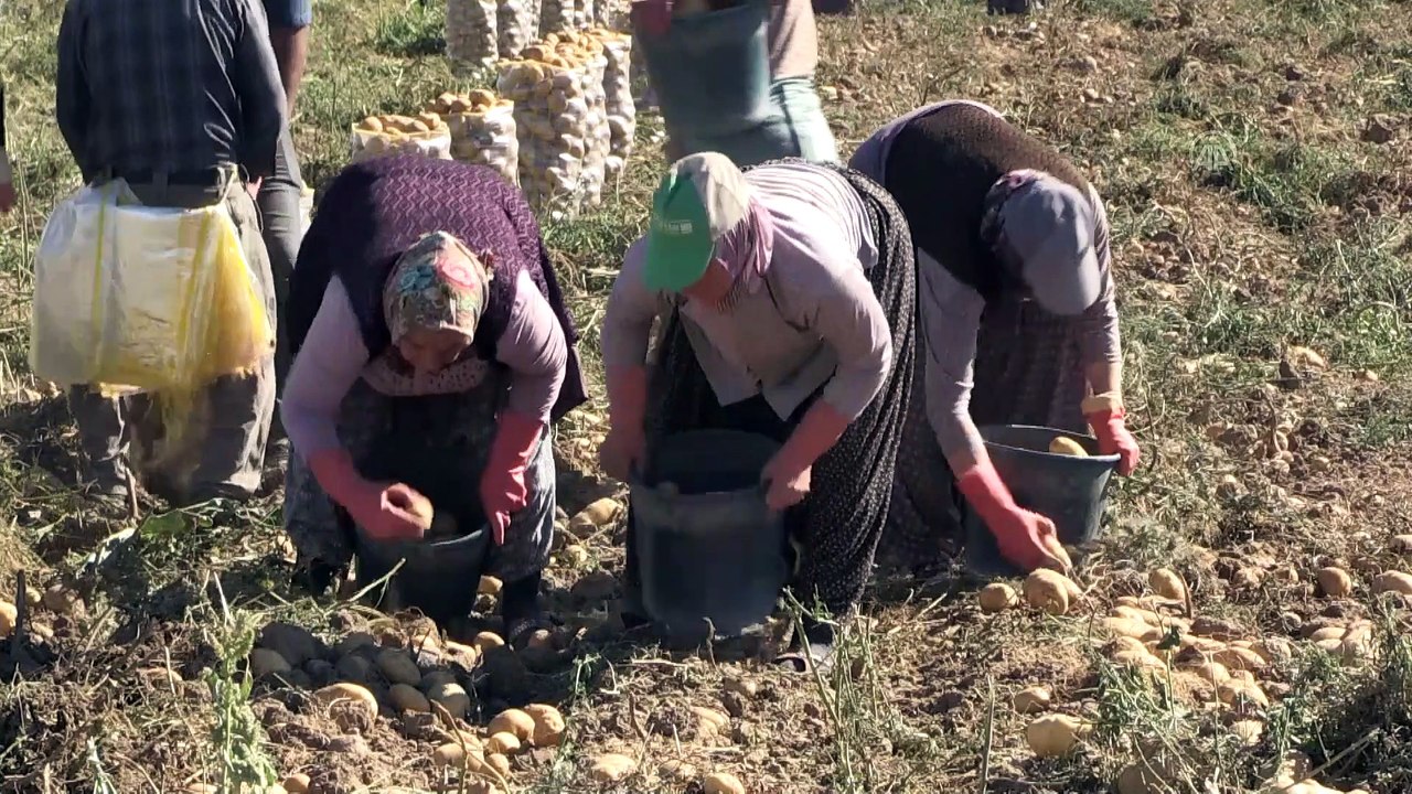 Patateste ihracat ön izin şartının kaldırılması çiftçiye nefes aldıracak - NİĞDE