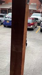 Crafty Bear Climbs into Trash Can