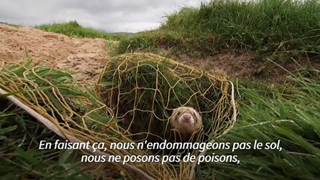 Irlande: le dernier chasseur de lapins traditionnel