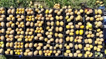 Munzur'un 'Zümra' kavunu kalitesi ile üreticisini sevindirdi - ERZİNCAN