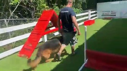 German Shepherd Protection Dogs - Dog Obedience Training
