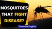 Florida mosquitoes can end disease or can it? Mutant mosquitoes | Oneindia News