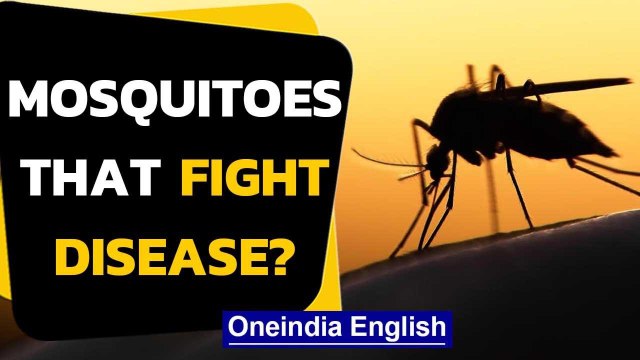 Florida mosquitoes can end disease or can it? Mutant mosquitoes | Oneindia News