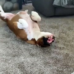 Rocky the Dog Appears to Be Broken