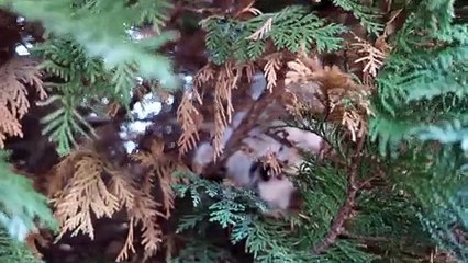 petits cacahouete 11 bis