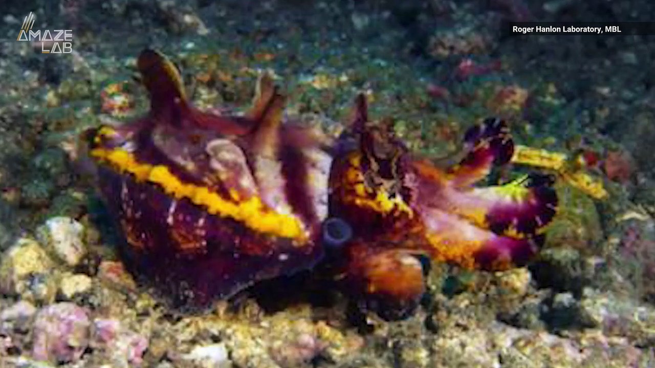 Flamboyant Cuttlefish Only Get Dressed Up For Special Occasions