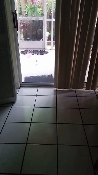 Sophia try to catch the birds / Sofia tentando pegar os passarinhos