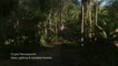 Crysis Remastered - Bande-annonce technique (PS4 / Xbox One / PC)