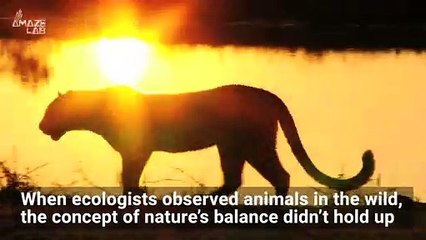 The ‘Circle of Life’ is More Chaotic in Real Life Than Disney Suggested