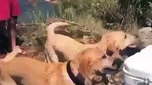 Quando um cão faz questão de provar aos amigos do dono quem realmente é o seu melhor amigo...
