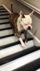 Sweet Pup Hops Down the Stairs