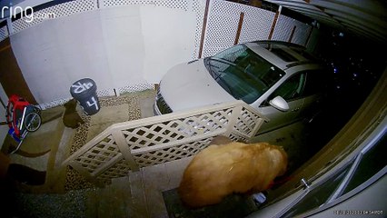 Bear Cubs Playing on Stairs