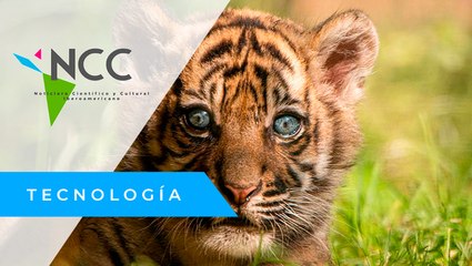 Nace un raro ejemplar de tigre de Sumatra en un zoo de Polonia