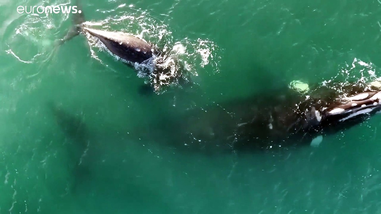 Wale da, Touristen weg - Pandemie legt Wale Watching lahm