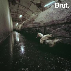 L214: shocking images from a French foie gras factory
