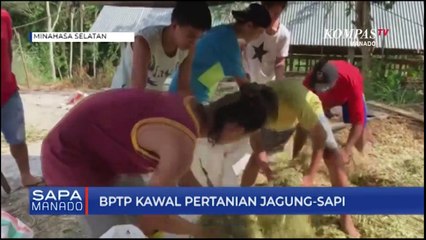 BPTP Kawal Pertanian Jagung-Sapi
