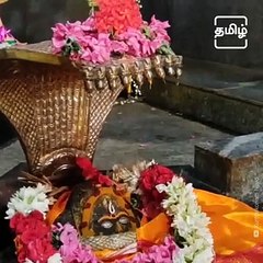 Shocking Cow Automatically Gives Milk At The Hindu Temple In Kumbakonam