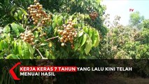 Keren! Petani Milenial Ini Ubah Lahan Kritis Jadi Kebun Kelengkeng Beromzet Puluhan Juta Sehari