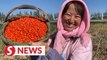 Story of Moderately Prosperous China: Goji berries farmer