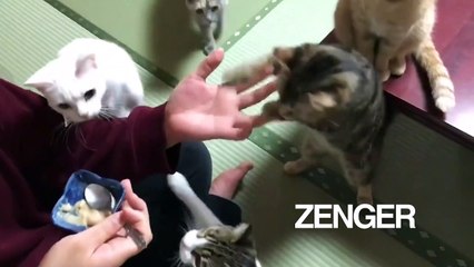 Japanese hotel includes cat with room