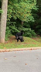 Bear-ing Around This Morning!
