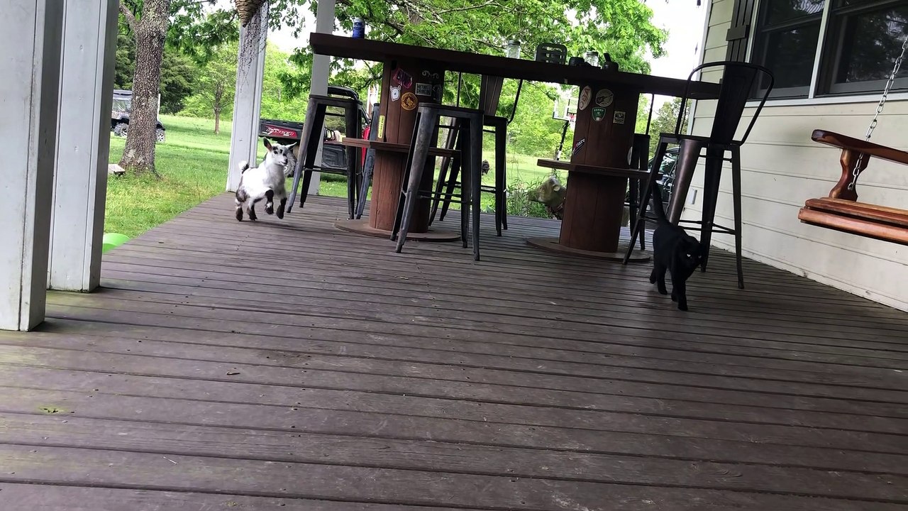 Baby Goat Jumping Around the Porch