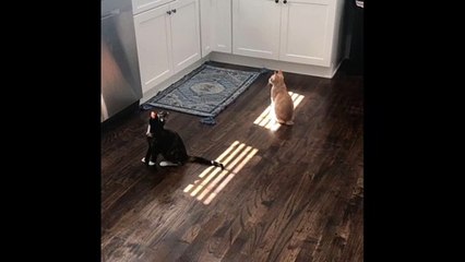 How to Keep Cats off the Counter